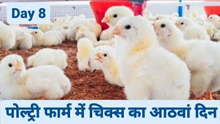 8th Day of Broiler Poultry Farming  Broiler Chicken Farming [upl. by Tamsky]