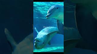 What A Dolphin Sounds Like [upl. by Nirat201]