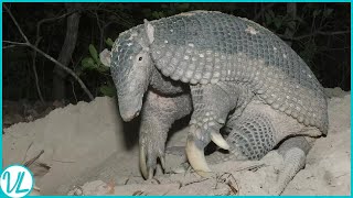 Natures Armoured Miracles Armadillos [upl. by Newol706]