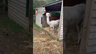 This Alpaca is Sooo Coool 🤣🤣🤣Aldenham Country Parkfarmanimals shorts [upl. by Inaluiak]