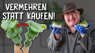 5 Tipps zur Vermehrung von Pflanzen  mit diesen Kniffen hast du den grünen Daumen [upl. by Neelyad530]