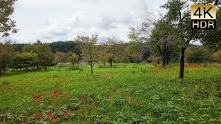 Yukiguni Botanical Gardens [upl. by Seppala354]