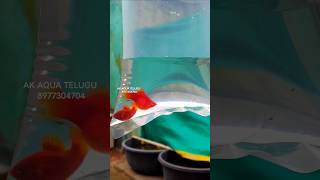 BALLOON PLATY ADULTS ❤️ SHIPPING VIZAG  AK AQUA akaquatelugu balloonplatyfish platyfish [upl. by Hsan]