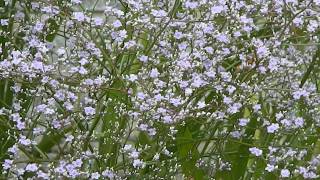 Limonium Latifolium [upl. by Racklin325]