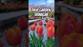 Kashmir ka Tulip Garden Tulip Festival 2024 Valley of Flowers kashmir shorts tulipgarden [upl. by Kapeed]