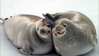 Facts The Crabeater Seal [upl. by Quitt671]