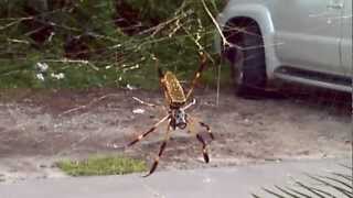 Nephila clavipes the banana spider [upl. by Giarla]