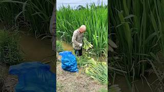 Water Bamboo Harvest satisfying agriculture [upl. by Engamrahc883]