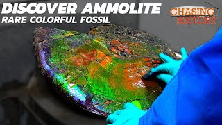 What is Ammolite A Rare and Most Colorful Fossil Gemstone [upl. by Ingold42]