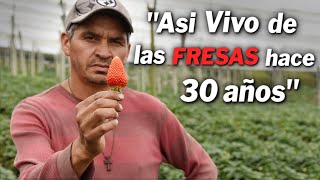 ¿COMO VIVIR de FRESAS EN CASA Negocio MUY Rentable [upl. by Nyhagen]