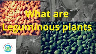 Leguminous plants  What are leguminous plants science learning academy [upl. by Tufts]