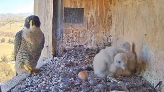 Amazing peregrine Falcon and their beautiful chicks [upl. by Ahsenit]