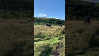 Wild Horses Roaming Free wildlife nature horselover [upl. by Arhas]