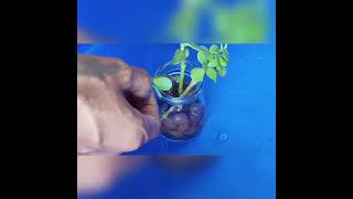 Wondering how to propagate a Jade plant using LECAHydroton balls Watch now propagation plants [upl. by Ahsienot]