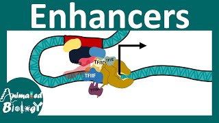 Enhancers  Transcriptional regulation by Enhancers  Enhancer promoter loop [upl. by Celestine647]