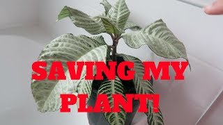 SAVING MY ZEBRA PLANT  WATER PROPAGATING  Dec 14 2017 [upl. by Olemrac]