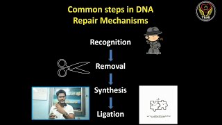 Common Steps in DNA Repair Mechanism  Types  Molecular Biology  Tamil  ThiNK VISION Tnkumaresan [upl. by Kella]