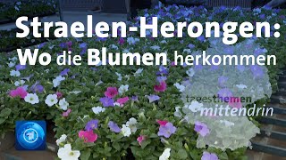 StraelenHerongen Wo die Blumen herkommen  tagesthemen mittendrin [upl. by Naggem792]