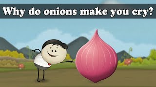 Human Tears  Why do onions make you cry  aumsum kids science education children [upl. by Eevets]