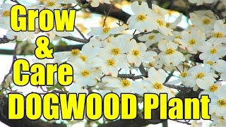 How To Grow And Care DOGWOOD Plant [upl. by Ciredec]