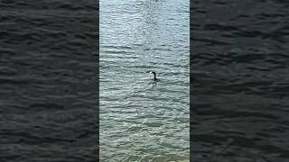 Cormorant eats a big fish Sydney Harbour [upl. by Weywadt975]