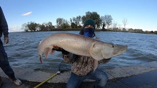 PB 50 inch Musky Casting Lake St Clair searching for 50 episode 3 [upl. by Vernita]