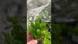 Limnophila Sessiliflora Flowering plants aquarium aquariumplants [upl. by Hahseram179]