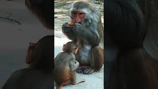 Mummy Sara Khana Khali 😀😭 bandar funny macaco macaque monkey wildlife youtubeshorts [upl. by Monroe810]