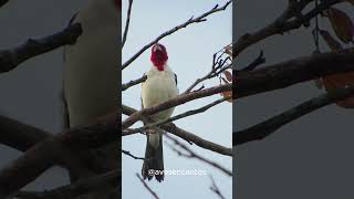 Verdade ou Mito O Galodecampina dó canta pelo amanhecer na caatinga [upl. by Nidroj]