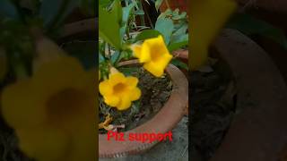 Allamanda bush blooming how to care of allamanda bush how to grow allamanda bush shorts [upl. by Spring]