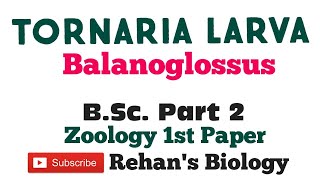 Tornaria Larva in Hindi Balanoglossus Rehans Biology BSc Part 2 Zoology [upl. by Ingunna]