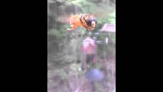 Video of hoverfly flying and making hoverfly buzzing sound  noise [upl. by Elleneg947]