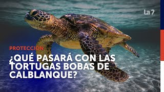 ¿Qué pasará con las tortugas bobas nacidas en Calblanque  La 7 [upl. by Northrup526]