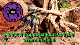 Monocentropus balfouri Canyon Huge Vivarium Build [upl. by Lawley]