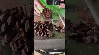 Cutting Pine Cones [upl. by Pearlman419]