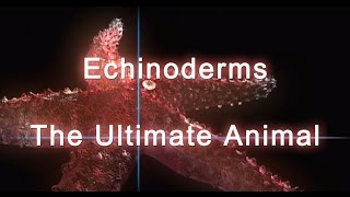 Shape of Life Echinoderms  The Ultimate Animal [upl. by Yt]