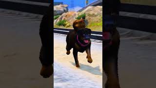 GTA V  DOG TEACH US LOVE IN ITS PUREST ep6 shorts gtav [upl. by Terencio]