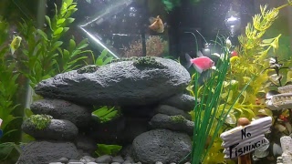 Portland Andys Live 247 Fish Tank Aquarium Screen Saver 🐟🐌🐡🐳🦈🍣 [upl. by Trenton]