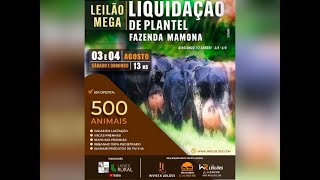 Leilão Mega Liquidação De Plantel Fazenda Mamona – 2ª Etapa [upl. by Issej]