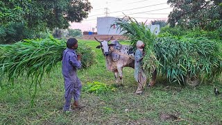 Bull Cart with Heavy Load of Fodder  Village Farmers Daily Hardwork [upl. by Taro]