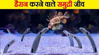 हैरान करने वाले समुद्री जीव  Crazy Hunting Techniques of Sea Creatures [upl. by Yarased48]