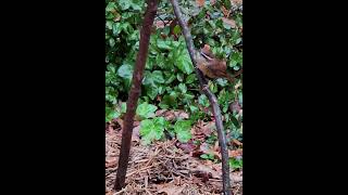 Carolina Wren nature birds [upl. by Buyse]