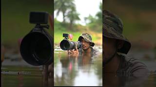 Wildlife Photography shorts india nikon birdphotography nature motivation photographer [upl. by Marchese]