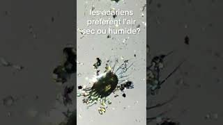 Les acariens préfèrent lair sec ou humique   Créatures microscopiques [upl. by Annirak]