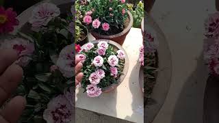 how to grow carnation plant shorts [upl. by Eiffe]