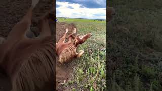 😱😱😱kyrgyzstan kazakhstan хочуврек хахахах horse жылкы сатылат [upl. by Aisena]