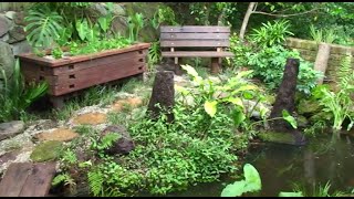 How to build an aquaponic pond system at home [upl. by Assecnirp]