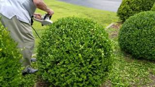 How to trim a perfectly round shrub [upl. by Schellens]