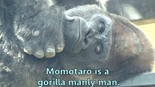 After all Momotaro is the most handsome of all gorillas【Kyoto City Zoo】 [upl. by Ahsilam379]