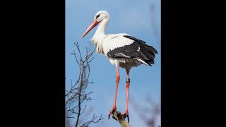 Stork Bird Sound [upl. by Avra]